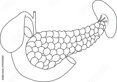 Pancreas, gallbladder, small intestine and spleen anatomy black and white illustration on a white background
