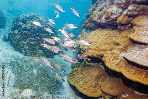 素晴らしいサンゴ礁の水中洞窟の美しいアカマツカサ、ウケグチイットウダイ（イットウダイ科）他の群れ。

沖縄県島尻郡座間味村阿嘉島のクシバルビーチにて。
2021年4月27日水中撮影。

The Beautiful schools of Blotcheye soldierfish (Myripristis berndti) and Sammara squirrelfish (Neoniphon sa photo