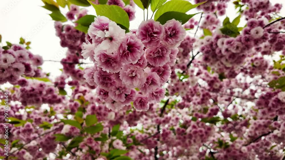 Close-up of vibrant pink cherry blossoms in full bloom, suitable for springtime themes, Hanami festivals, and nature backgrounds Close-up of vibrant pink cherry blossoms in full bloom, suitable for springtime themes, Hanami festivals, and nature backgrounds