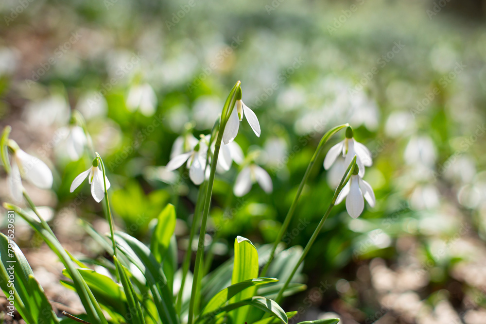 spring snowdrops on a sunny morning in the forest spring snowdrops on a sunny morning in the forest
