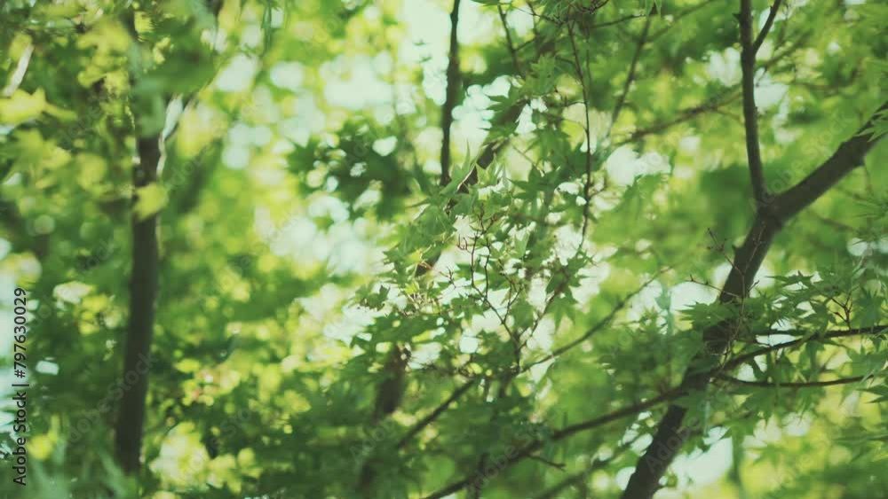 Green maple leaves with bokeh light sunrise in the park, Spring and summer, Young green spring tree background Green maple leaves with bokeh light sunrise in the park, Spring and summer, Young green spring tree background