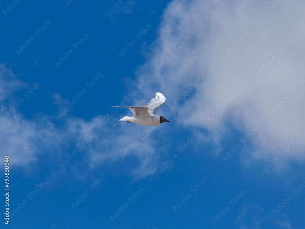 In the Realm of Clouds: Bird's Journey Across the Blue Canopy