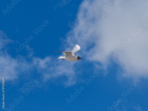 In the Realm of Clouds: Bird's Journey Across the Blue Canopy