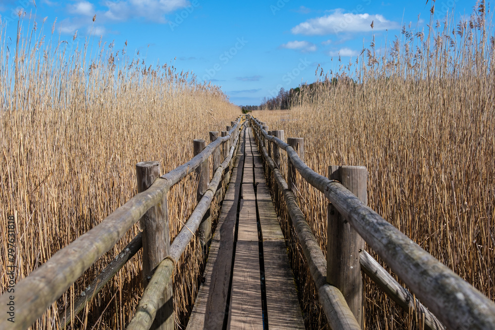 Fototapeta premium Latvian Serenity: Kanieris' Wooden Path Amidst the Reeds
