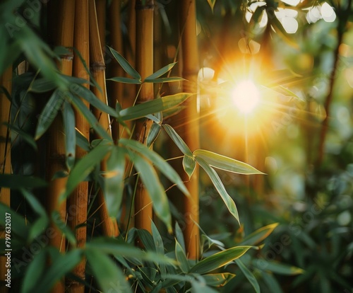 Sun shining through bamboo trees