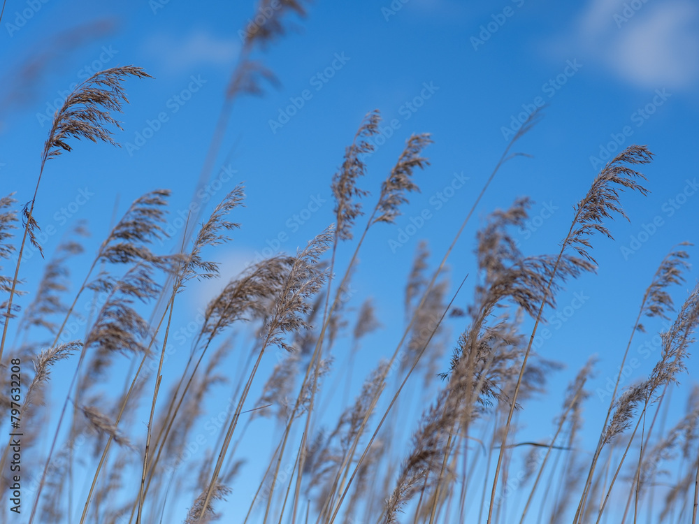 Obraz premium Baltic Breezes: Reeds Sway Beneath Blue Horizons