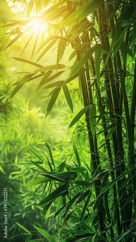 Sunlight filtering through bamboo tree
