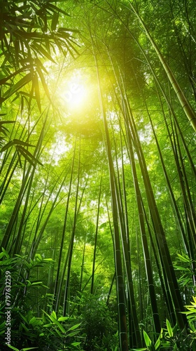 Sun shining through bamboo trees