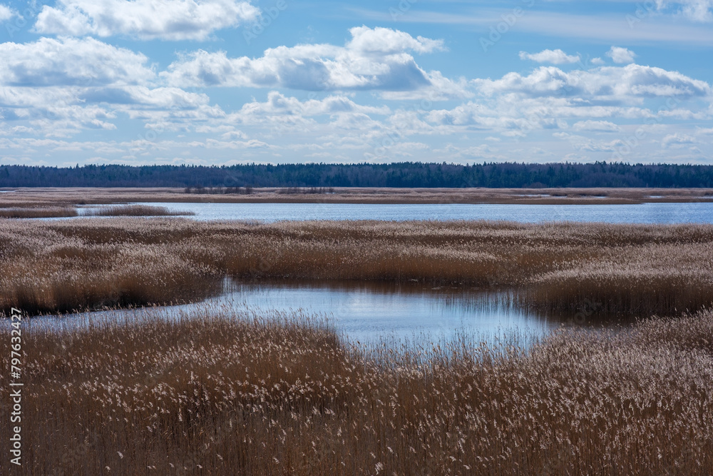 Latvian Wilderness: Navigating the Kanieris Reed Trail