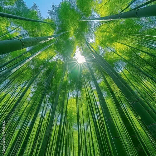 Sunlight shining through tall bamboo tree