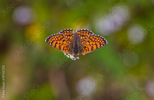 red butterfly on flower, Melitaea cinxia, Glanville Fritillary photo