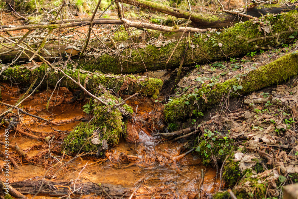 Nature's Persistence: Water Flow vs Fallen Tree Dam in Latvia Nature's Persistence: Water Flow vs Fallen Tree Dam in Latvia
