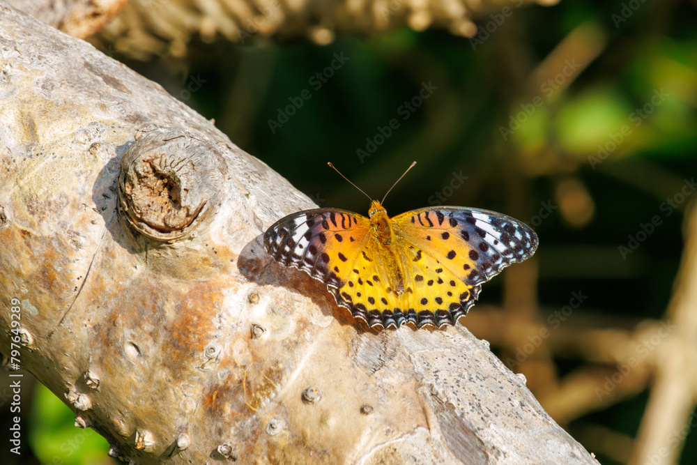 Obraz premium 大きく美しいツマグロヒョウモン（タテハチョウ科）。 Beautiful Indian Fritillary butterfly (Argyreus hyperbius). 日本国沖縄県島尻郡慶良間諸島の阿嘉島にて。 2021年4月28日撮影。At Aka Island, Kerama Islands, Shimajiri-gun, Okinawa, Japan. Photographed o