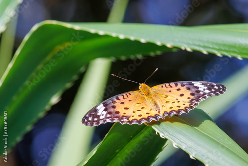 大きく美しいツマグロヒョウモン（タテハチョウ科）。
Beautiful Indian Fritillary butterfly (Argyreus hyperbius).
日本国沖縄県島尻郡慶良間諸島の阿嘉島にて。
2021年4月28日撮影。


At Aka Island, Kerama Islands, Shimajiri-gun, Okinawa, Japan.
Photographed o photo