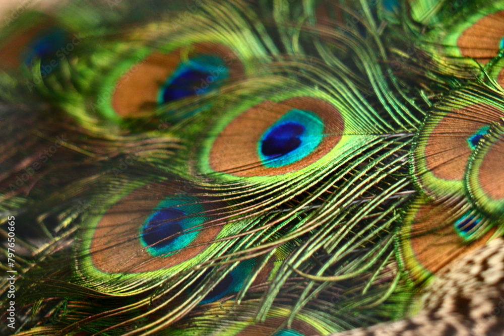 Fototapeta premium peacock feather close up