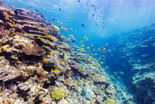 素晴らしいサンゴ礁の美しいノコギリダイ（フエフキダイ科）、アカヒメジ（ヒメジ科）、アマミスズメダイ（スズメダイ科）の群れ他。 圧倒的に大規模な素晴らしく美しいサンゴ礁。沖縄県島尻郡座間味村阿嘉島の外地島沖にて。 2021年4月28日水中撮影。 The Beautiful schools of Yellowspot emperor, Striped large-ye bream (Gnathod