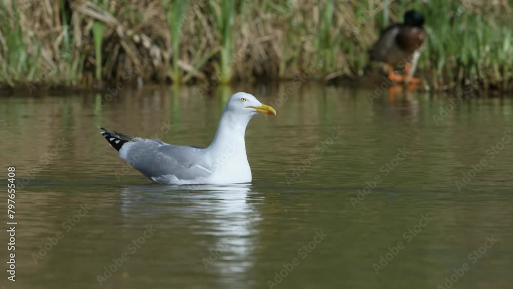 European Herring Gull, Larus argentatus on lake at spring time European Herring Gull, Larus argentatus on lake at spring time