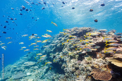素晴らしいサンゴ礁の美しいノコギリダイ（フエフキダイ科）、アカヒメジ（ヒメジ科）、アマミスズメダイ（スズメダイ科）の群れ他。 圧倒的に大規模な素晴らしく美しいサンゴ礁。沖縄県島尻郡座間味村阿嘉島の外地島沖にて。 2021年4月28日水中撮影。 The Beautiful schools of Yellowspot emperor, Striped large-ye bream (Gnathod