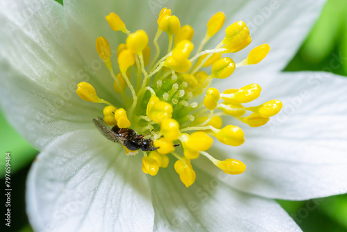 close up photo of hylaeus or bee on the White flower with green leaves in the garden photo