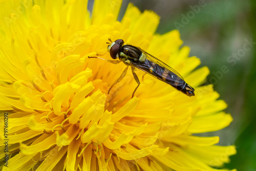Macro of a long hoverfly Sphaerophoria scripta of the Syrphidae family on a yellow flower