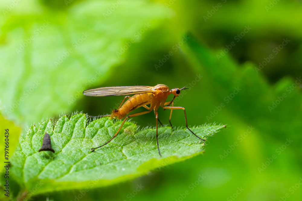 Obraz premium Yellow fly-scorpion on a blade of grass in a natural environment, forest, summer sunlight