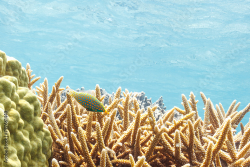 素晴らしいサンゴ礁の可愛いテングカワハギ（カワハギ科）の小群他。
圧倒的に大規模な素晴らしく美しいサンゴ礁。

沖縄県島尻郡座間味村阿嘉島の外地島沖にて。
2021年4月28日水中撮影。
The Lovely Harlequin filefish, Orange spotted filefish (Oxymonacanthus longirostris) and others in Wonderf photo