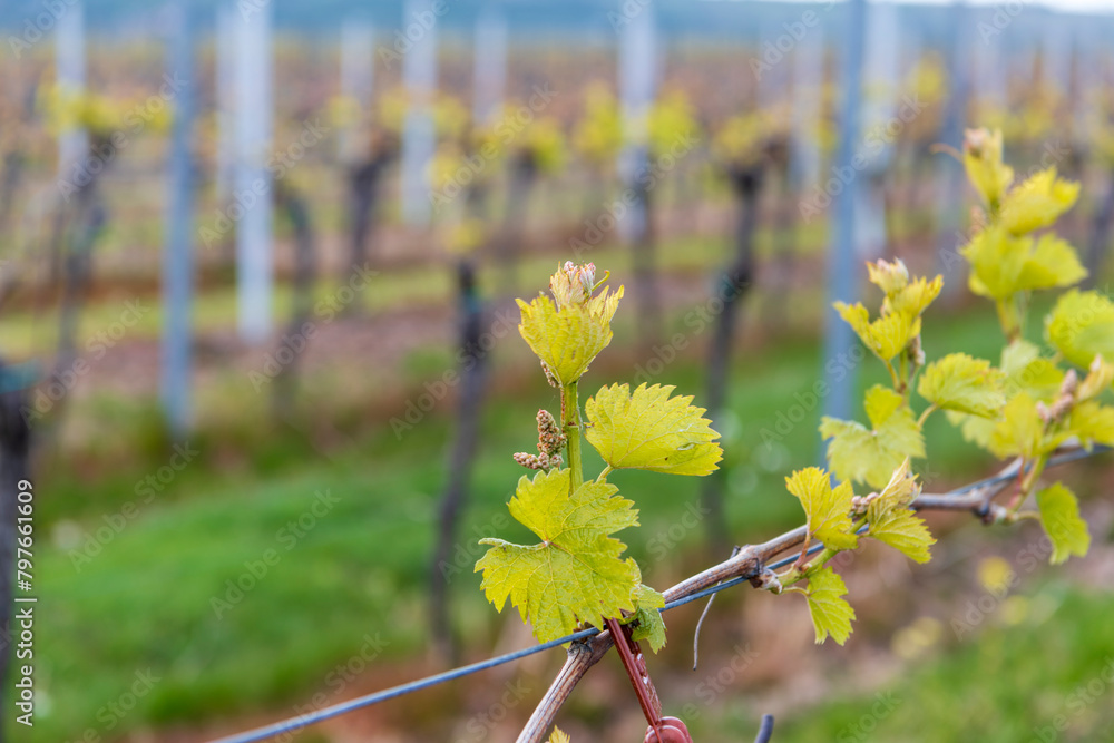 Obraz premium vineyard in spring with blossoms