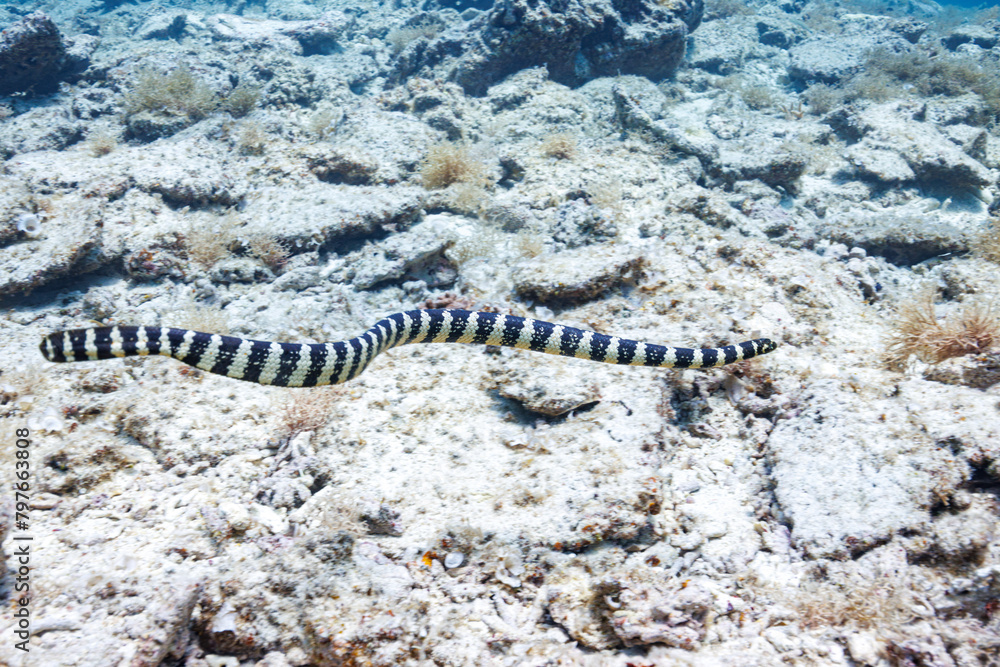 Naklejka premium 美しい白砂のビーチと美しいエラブウミヘビ（コブラ科）。 圧倒的に大規模な素晴らしく美しいサンゴ礁。沖縄県島尻郡座間味村阿嘉島の外地島沖にて。 2021年4月28日水中撮影。 Mysterious Chinese sea snake (Laticauda semifasciata) in beautiful white beach. Off Fukaji Island, Aka Island, 