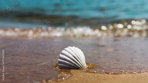 white marine shell on the sand