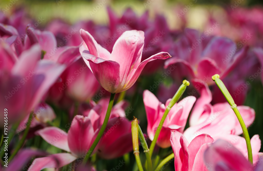 Close-up of an pink tulip flower in the middle of the other colorful tulips at a garden