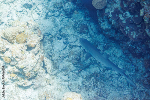 素晴らしいサンゴ礁の洞窟から出てきた、美しく大きなネムリブカ（メジロザメ科）他。 よく見るとお腹にコバンザメがついている。 圧倒的に大規模な素晴らしく美しいサンゴ礁。沖縄県島尻郡座間味村阿嘉島の外地島沖にて。 2021年4月28日水中撮影。 Beautiful and large Whitetip reef shark (Triaenodon obesus) and others emergi