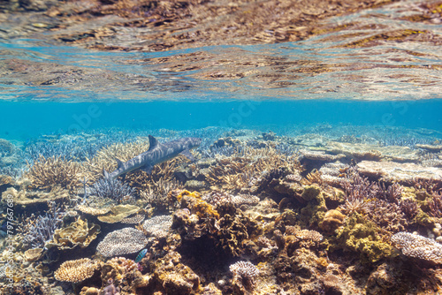 素晴らしいサンゴ礁の洞窟から出てきた、美しく大きなネムリブカ（メジロザメ科）他。 最高に美しいサンゴの浅瀬を泳いでいる。 圧倒的に大規模な素晴らしく美しいサンゴ礁。沖縄県島尻郡座間味村阿嘉島の外地島沖にて。 2021年4月28日水中撮影。 Beautiful and large Whitetip reef shark (Triaenodon obesus) and others emergin