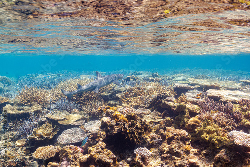 素晴らしいサンゴ礁の洞窟から出てきた、美しく大きなネムリブカ（メジロザメ科）他。
最高に美しいサンゴの浅瀬を泳いでいる。
圧倒的に大規模な素晴らしく美しいサンゴ礁。

沖縄県島尻郡座間味村阿嘉島の外地島沖にて。
2021年4月28日水中撮影。
Beautiful and large Whitetip reef shark (Triaenodon obesus) and others emergin
