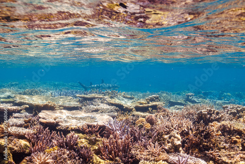 Fototapeta Naklejka Na Ścianę i Meble -  素晴らしいサンゴ礁の洞窟から出てきた、美しく大きなネムリブカ（メジロザメ科）他。
最高に美しいサンゴの浅瀬を泳いでいる。
圧倒的に大規模な素晴らしく美しいサンゴ礁。

沖縄県島尻郡座間味村阿嘉島の外地島沖にて。
2021年4月28日水中撮影。
Beautiful and large Whitetip reef shark (Triaenodon obesus) and others emergin