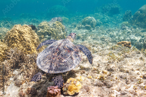 素晴らしいサンゴ礁をゆったり泳ぐ大きく美しいアオウミガメ（ウミガメ科）沖縄県島尻郡座間味村阿嘉島の阿嘉ビーチにて。 2021年4月28日水中撮影。A large and beautiful Green Turtle, Green Sea Turtle (Chelonia mydas) swimming leisurely on the surface of a wonderful cora