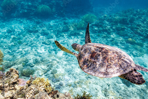 Fototapeta Naklejka Na Ścianę i Meble -  素晴らしいサンゴ礁の水面を息継ぎをするためにゆったり泳ぐ大きく美しいアオウミガメ（ウミガメ科）

沖縄県島尻郡座間味村阿嘉島の阿嘉ビーチにて。
2021年4月28日水中撮影。

圧倒的に大規模な素晴らしく美しいサンゴ礁。

A large and beautiful Green Turtle, Green Sea Turtle (Chelonia mydas) swimming leisurely