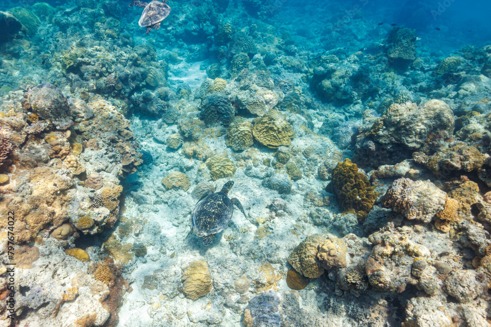Fototapeta premium 素晴らしいサンゴ礁をゆったり泳ぐ大きく美しいタイマイ（絶滅危惧種）とアオウミガメ（ウミガメ科）沖縄県島尻郡座間味村阿嘉島の阿嘉ビーチにて。 2021年4月28日水中撮影。圧倒的に大規模な素晴らしく美しいサンゴ礁。Large, beautiful Hawksbill turtle (Eretmochelys imbricata) (endangered species) and Gree