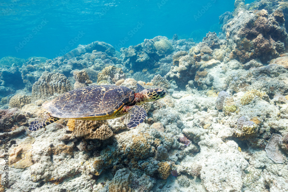 Fototapeta premium 素晴らしいサンゴ礁をゆったり泳ぐ大きく美しいタイマイ（絶滅危惧種）（ウミガメ科）。沖縄県島尻郡座間味村阿嘉島の阿嘉ビーチにて。 2021年4月28日水中撮影。圧倒的に大規模な素晴らしく美しいサンゴ礁。Large, beautiful Hawksbill turtle (Eretmochelys imbricata) (endangered species) swimming leisu