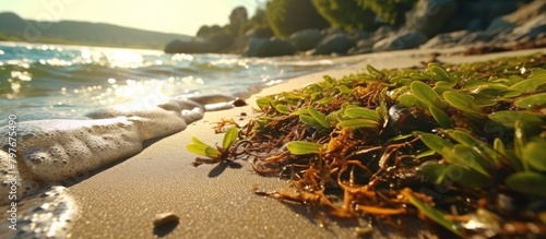 view of the beach with rocks and white sand overgrown with grass and several small fish carried by the current