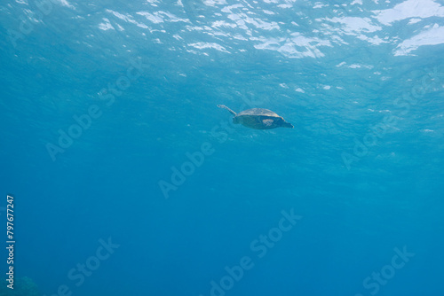 素晴らしいサンゴ礁の水面を息継ぎをするためにゆったり泳ぐ大きく美しいタイマイ（絶滅危惧種）（ウミガメ科）  沖縄県島尻郡座間味村阿嘉島の阿嘉ビーチにて。 2021年4月28日水中撮影。  圧倒的に大規模な素晴らしく美しいサンゴ礁。  A large and beautiful Hawksbill turtle (Eretmochelys imbricata) (endangered species © d3_plus