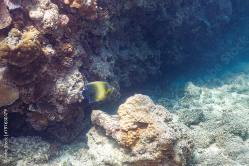 素晴らしいサンゴ礁の美しく大きなサザナミヤッコ（キンチャクダイ科）他。 圧倒的に大規模な素晴らしく美しいサンゴ礁。沖縄県島尻郡座間味村阿嘉島の阿嘉ビーチにて。 2021年4月28日水中撮影。 Beautiful and large Zebra angelfish (Pomacanthus semicirculatus) and others on a wonderful coral reef.