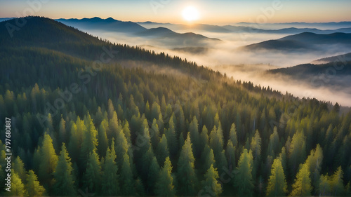 Aerial view of fir forest at morning 