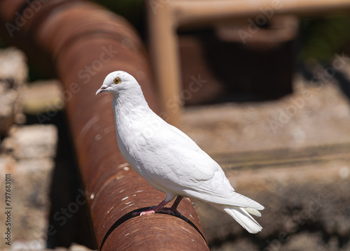 white dove perched on a rusty pipe, with sunlight