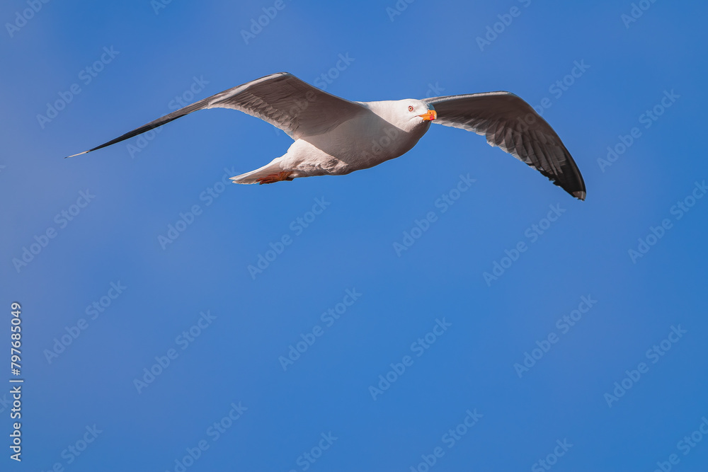 yellow-legged gull, (Larus michahellis), flying with blue sky background, Tenerife, Canary islands yellow-legged gull, (Larus michahellis), flying with blue sky background, Tenerife, Canary islands