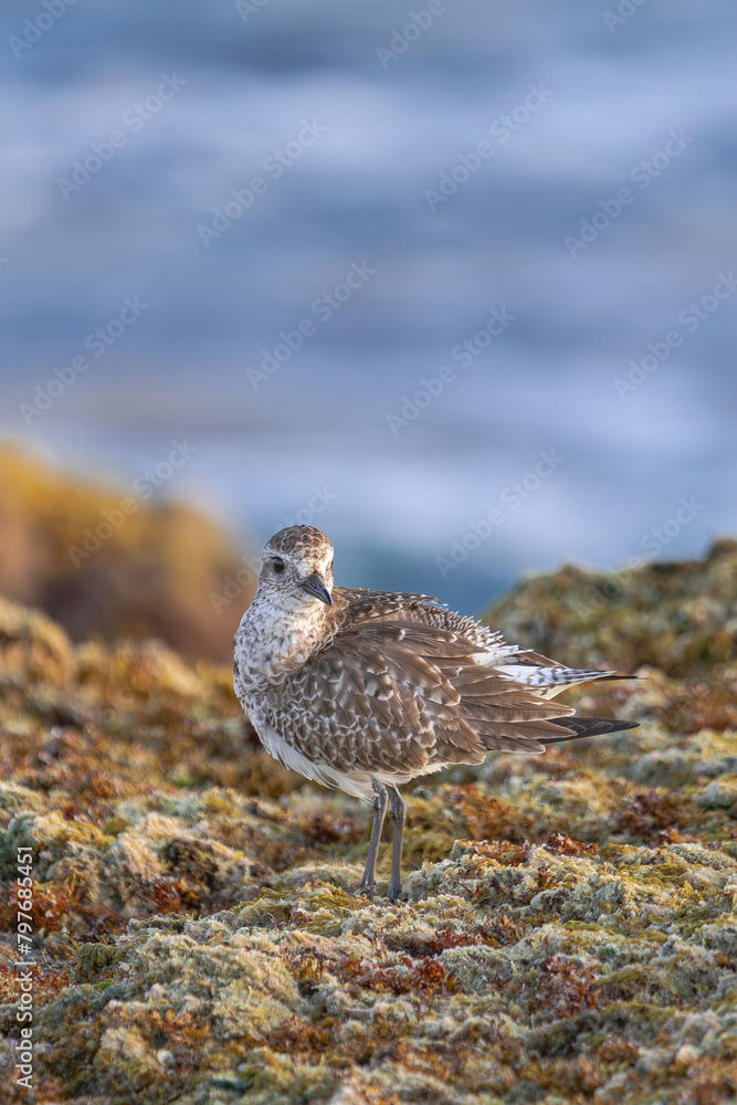 Grey plover in non-breeding plumage, (Pluvialis squatarola), standing on seaweed at low tide, in Tenerife, Canary islands Grey plover in non-breeding plumage, (Pluvialis squatarola), standing on seaweed at low tide, in Tenerife, Canary islands