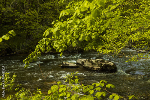 Spring forest details landscape