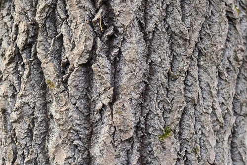Tree bark natural texture background