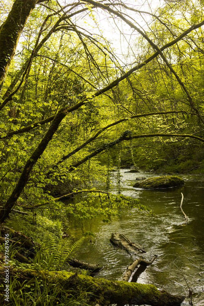 Spring forest details landscape Spring forest details landscape