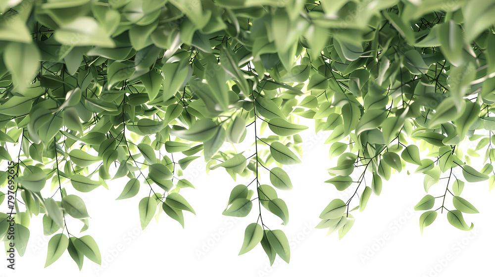 Obraz premium Verdant leafy canopy overhead on white background