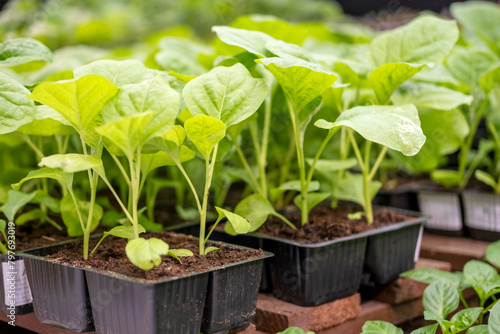 Selecting seedlings for spring planting in your own garden.